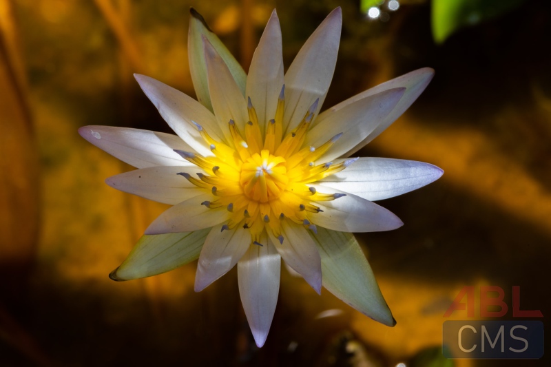 Lorem ipsum dolor sit amet consectetur - 9