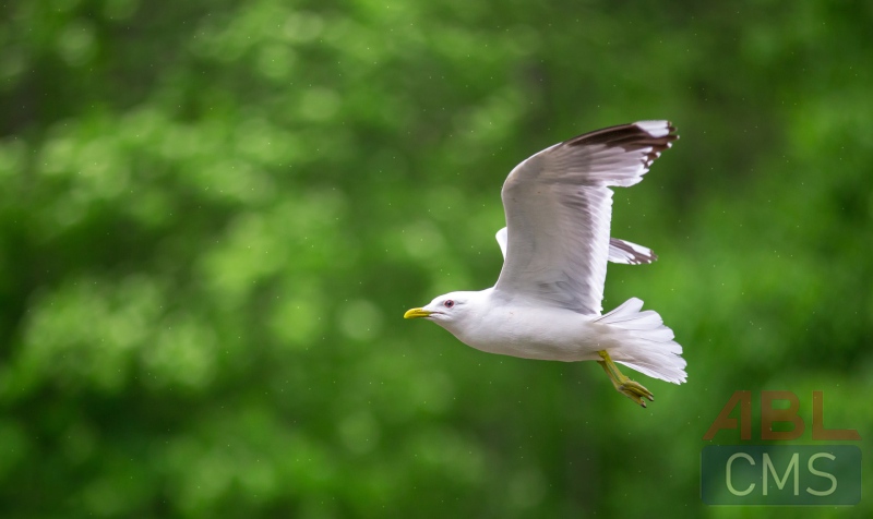 Lorem ipsum dolor sit amet consectetur - 9