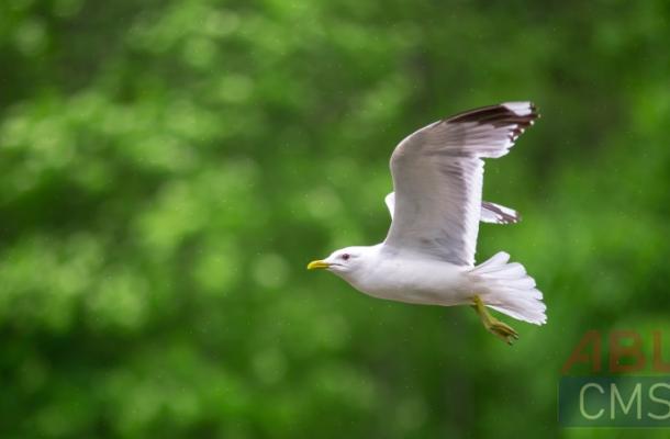 Lorem ipsum dolor sit amet consectetur - 6